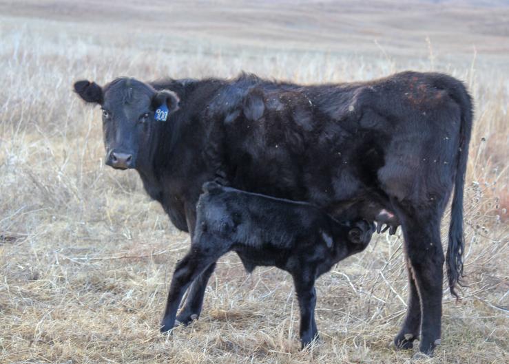 Chasing the Elusive Second Calf