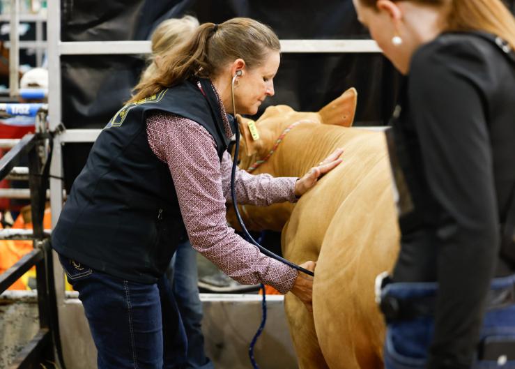 Aggie Serves As Houston Livestock Show And Rodeo Veterinarian For 21st Year