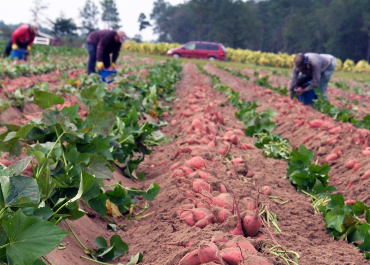 Sweetpotato commission seeks to spur consumer demand beyond Easter rush