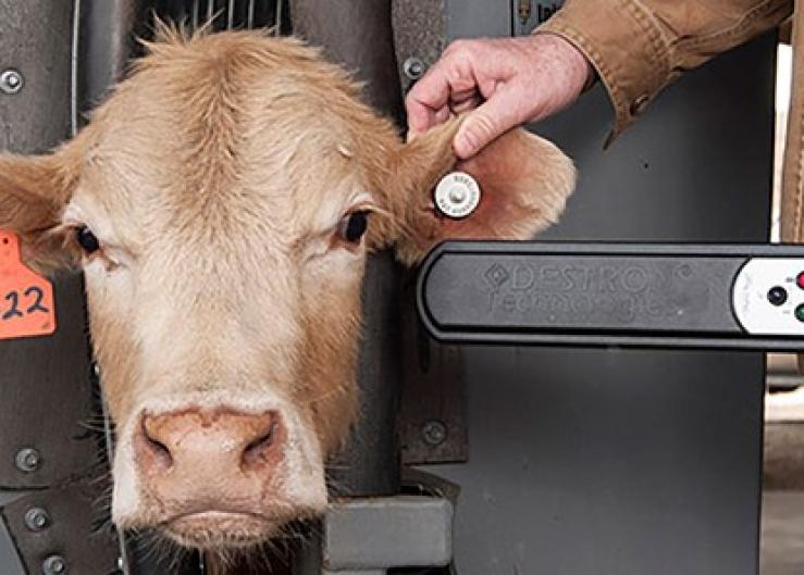 APHIS To Require Electronic Animal ID for Certain Cattle and Bison