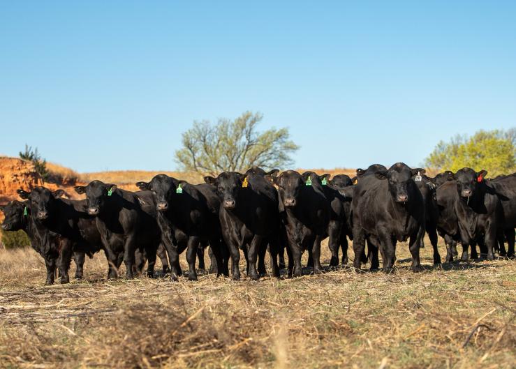 Gardiner Angus Ranch Bulls Average $12,154