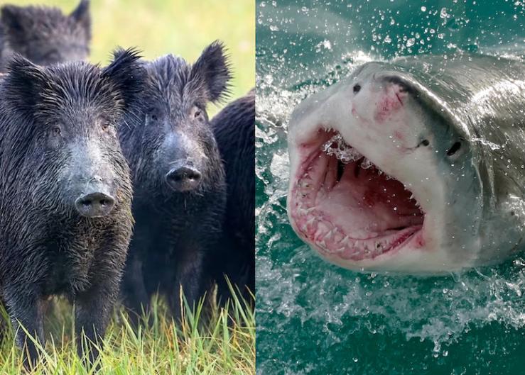 Hogzilla or Jaws? Wild Pigs Kill More People Than Sharks, Shocking Research Reveals