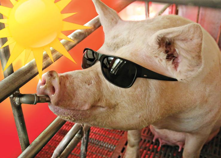 Hot Weather, Cool Strategies: 5 Tips for Feeding Lactating Sows in the Summer