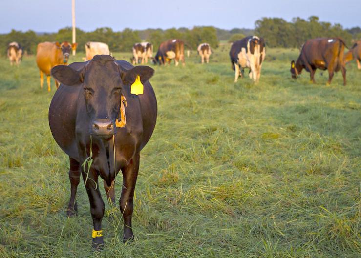 Can High Cattle Prices Pay for Mistakes?
