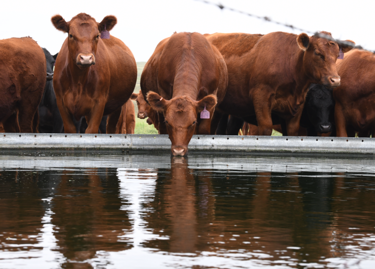 Using Technology to Monitor Water on the Ranch