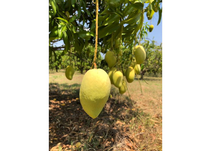 Mexican mango supply revs up for Mission Produce