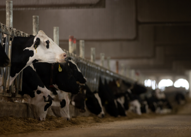 Seven Proven Methods to Prevent Mastitis and Boost Milk Yield  
