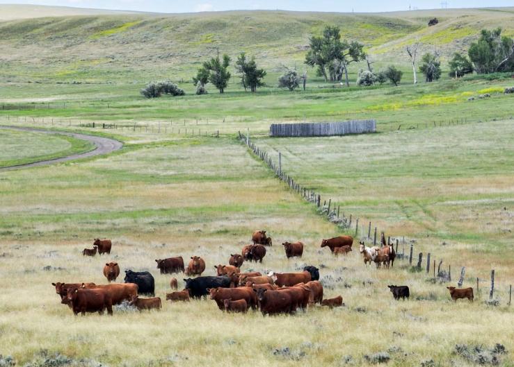 Bullard: Alas, A Genuine Discussion on Beef and Cattle Trade
