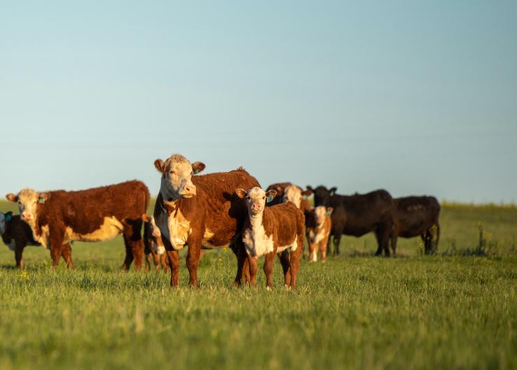 With Parts of the Country Getting Rain Are Cattle Producers Ready to Expand?