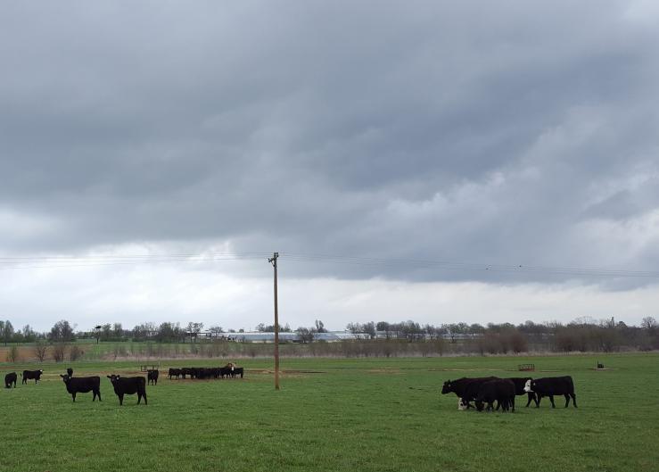 Hybrid Rye Shows Potential as a Feed Ingredient for Finishing Cattle 