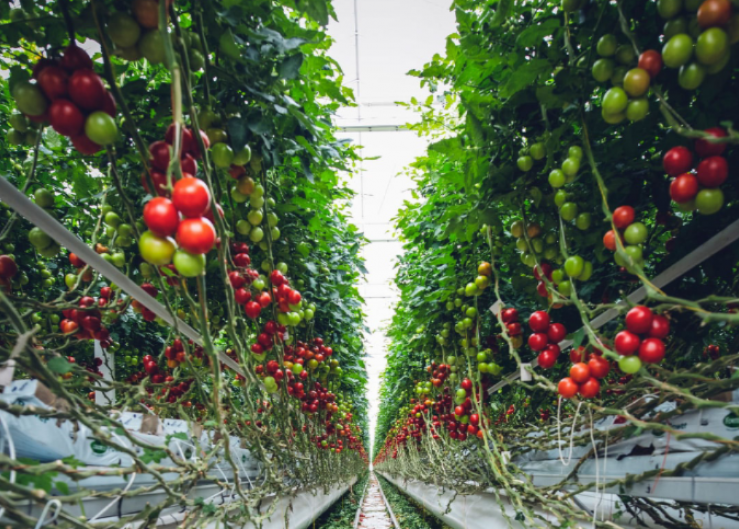 Calavo boosts tomato greenhouse acreage by 25%