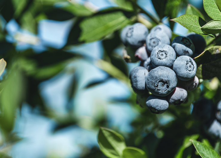 Chilean organic blueberry growers see systems approach as boon