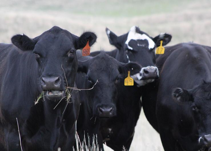 Producers considering the use of this synchronization tool should remember that a number of factors affect pregnancy rate including cow body condition score, plane of nutrition, cattle health, and bull fertility.
