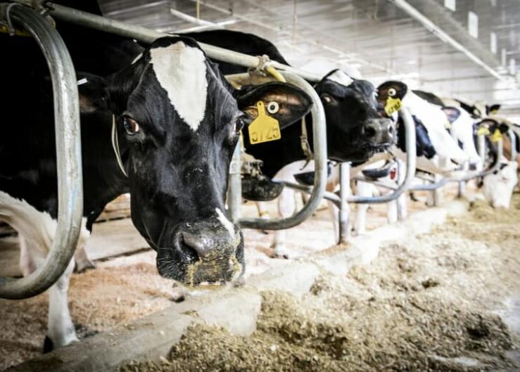 From birth onward, the School of Veterinary Medicine at the University of Wisconsin–Madison is at the forefront of developing medical care to keep dairy cows healthy.