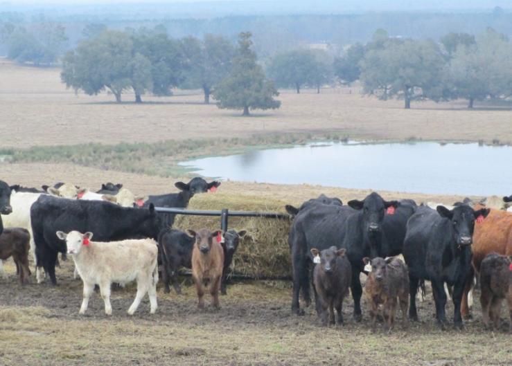 Winter Feeding a Cowherd in the Southeast: Those Girls are Expensive