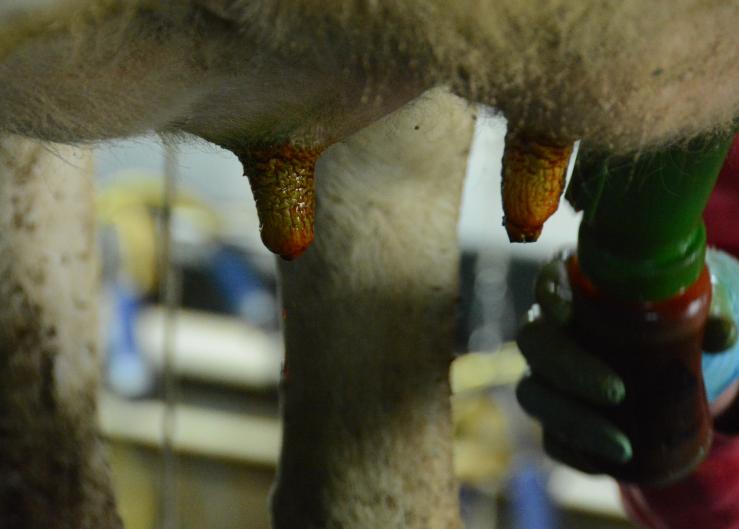 Handwashing on Dairy Farms Is Not Just During a Pandemic