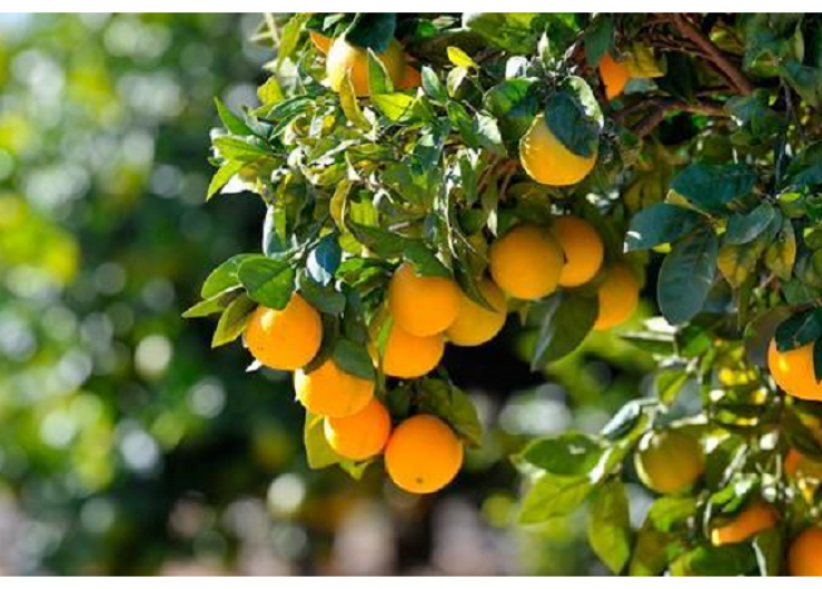 California Citrus Mutual supports domestic protection plans
