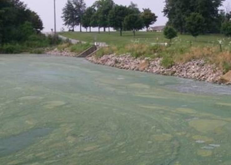Mostly likely spurred by nitrogen and phosphorus runoff, rainfall and hot temperatures, blue-green algae, naturally present in most pasture water sources, can enter a rapid growth phase and produce toxins that can cause organ damage and death in livestock and humans.