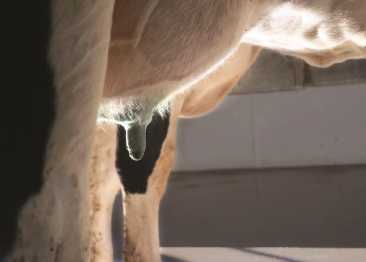 How Does Postmilking Teat Disinfection Work?