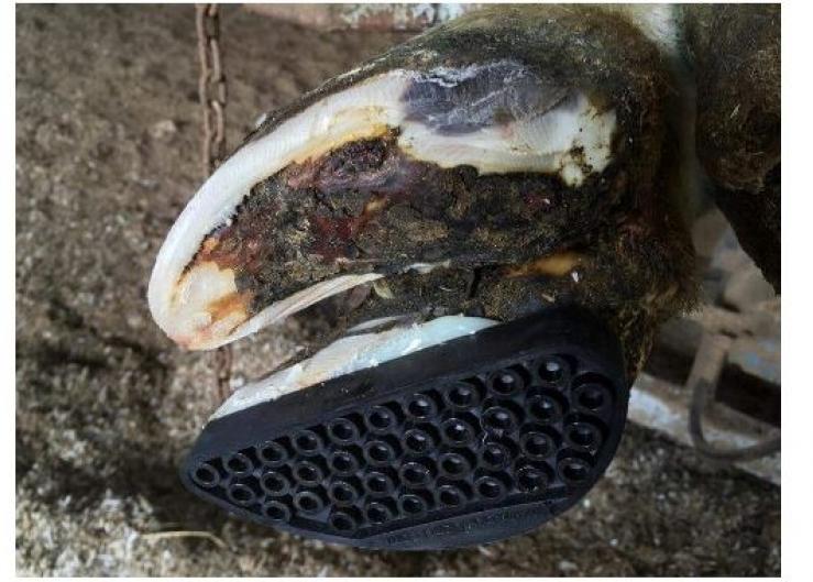 A fitted and well-applied block allows the cow to walk comfortably and remains in place while the damaged claw heals.