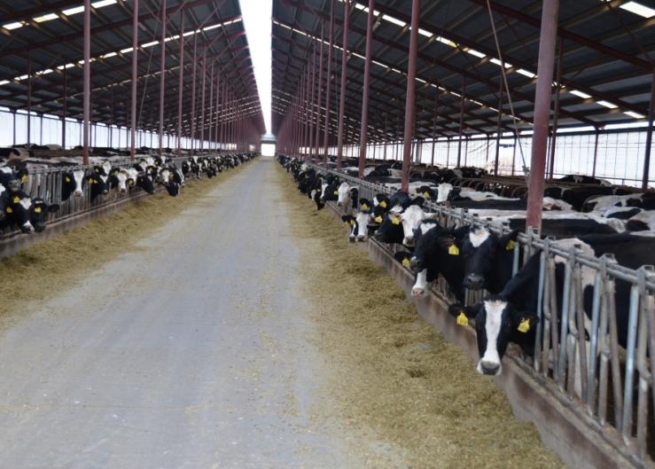 Heat Detection in High Producing Cows