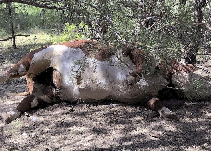 One of the five mutilated bulls discovered July 31 in Malheur National Forest about 20 miles north of Burns, Ore.