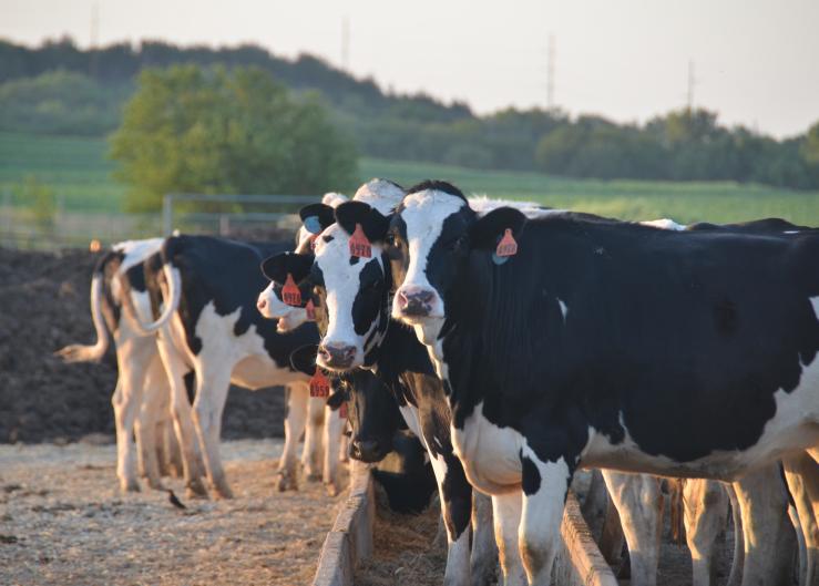 Dairy Replacements Steady but Weak