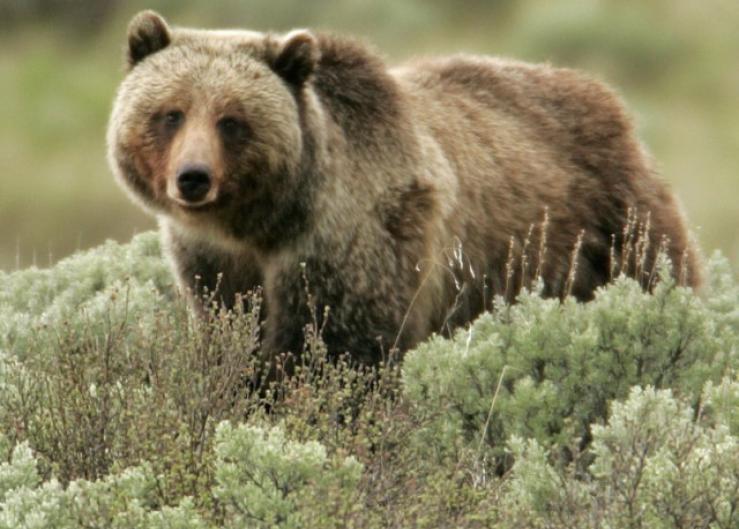 NCBA and PLC Opposes Plan to Relocate Grizzly Bears
