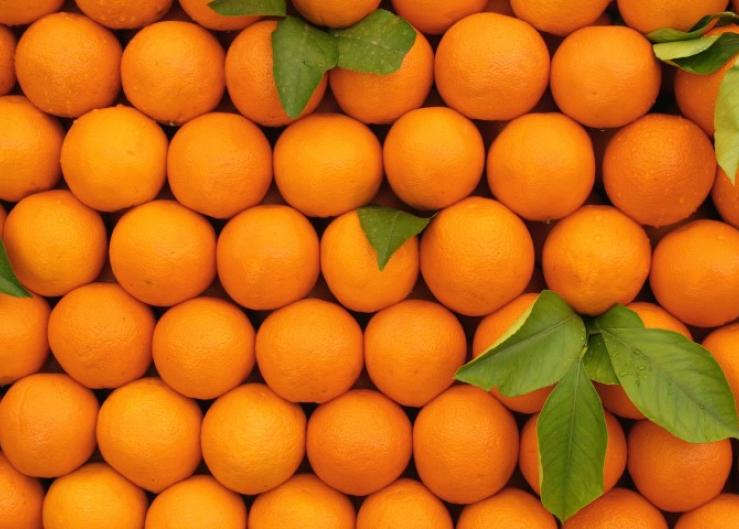 Oranges Citrus