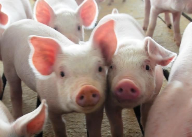 Pig productivity in the United States continues to improve.