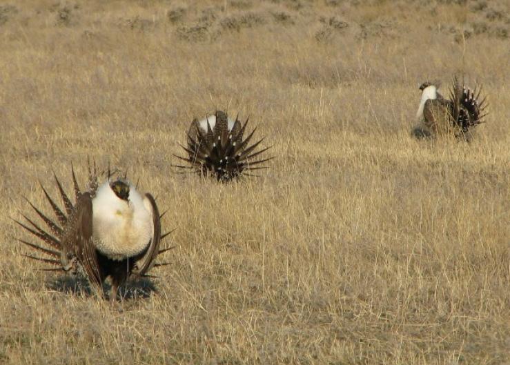 Sage_Grouse_Booming