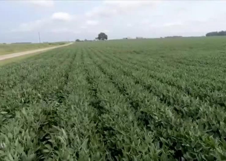Ohio Farmers Eye Possibility of Record Corn Crop to Kick Off Pro Farmer Crop Tour
