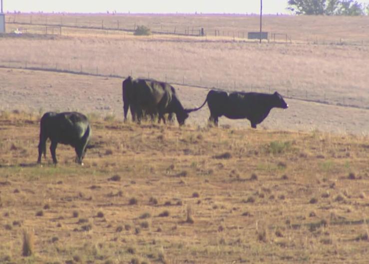 No Bumper Hay Crop, 44% of the Cattle Inventory In Drought