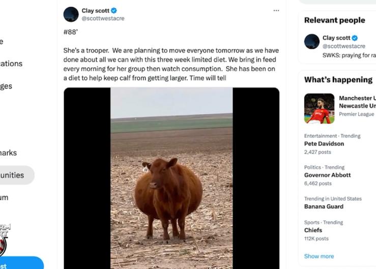 How #88 Became the Most Popular Cow on Social Media