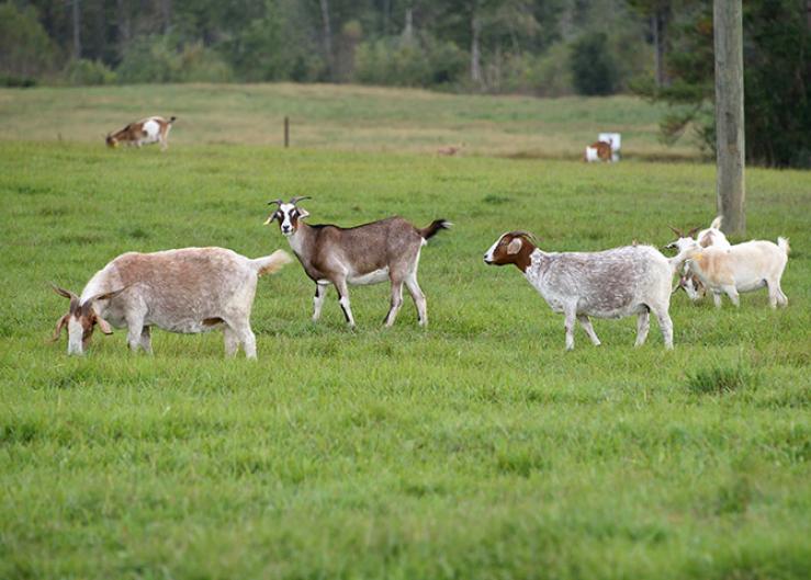 Minnesota Goat Confirmed to Have Highly Pathogenic Avian Influenza