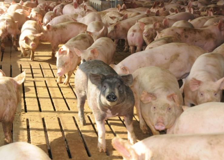 Rising pork bellies prices hit all-time high, Futures