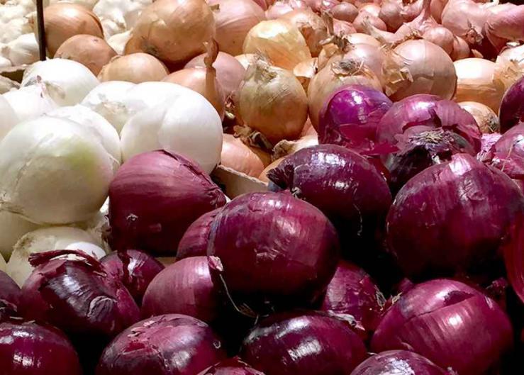 Washington and Oregon vital onion suppliers to U.S. 