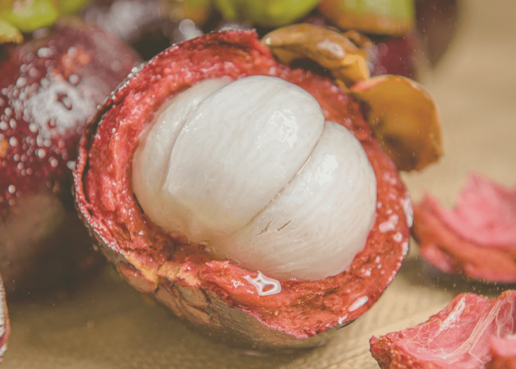 USDA seeks comment on draft pest risk assessment for the importation of mangosteen fruit from Panama