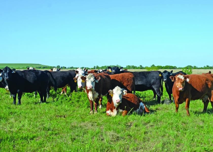 Cull cows represent 20% of a ranch's gross income.
