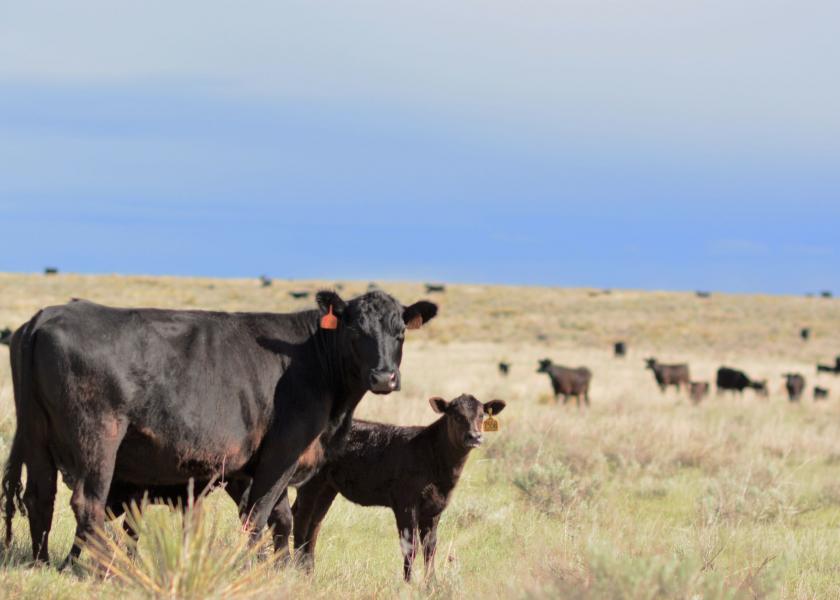 CAB Insider: Outlook for Heifer Retention and Cow Numbers