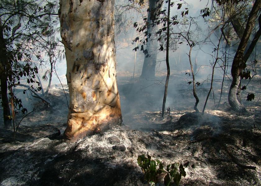 Feral Pig Study May Help Australia Recover from Bushfires