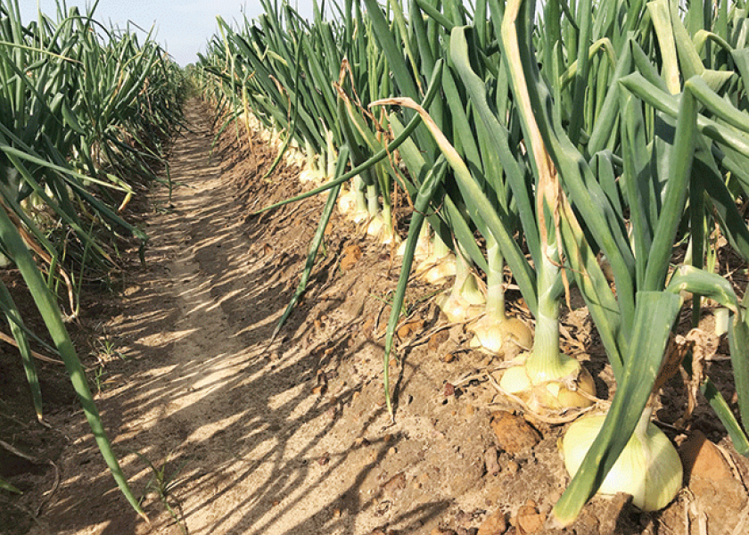 Vidalia onion acreage down
