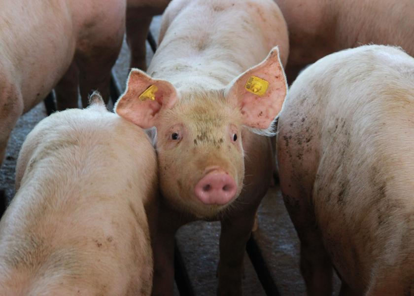 Cash Weaner Pig Prices Average $61.32, Up $5.46 Last Week