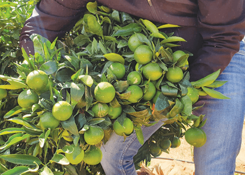 Citrus grower-shippers provide updates on season, volumes, sizing