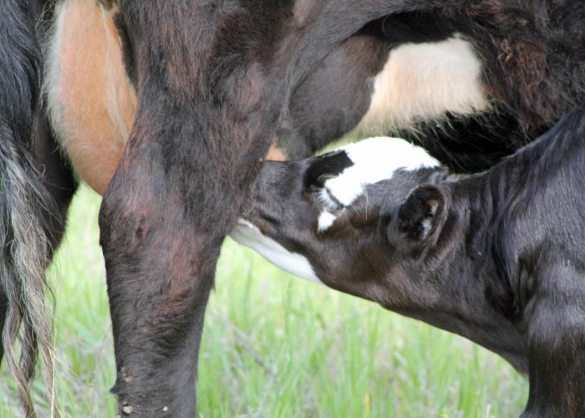 In addition to providing nutrients the calf uses directly, nursing influences the gut microbiome and potentially improves long-term immune responses.