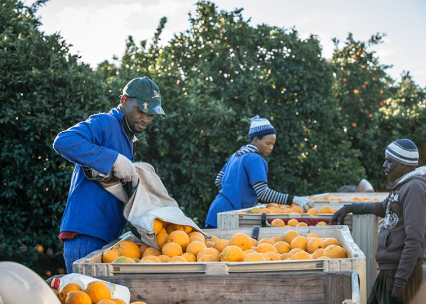 Strong summer expected for South African citrus