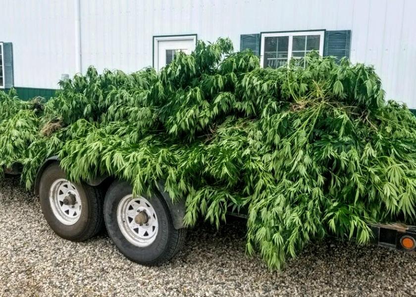 Hemp Fraud Hits Farmer With Clone Scam