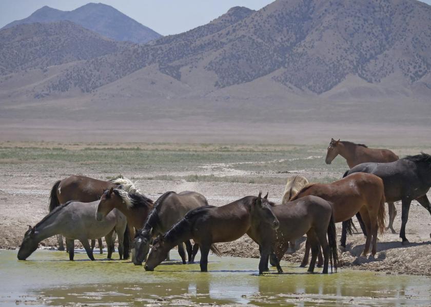 Some Horse Advocates Buck at New Plan to Save Wild Mustangs