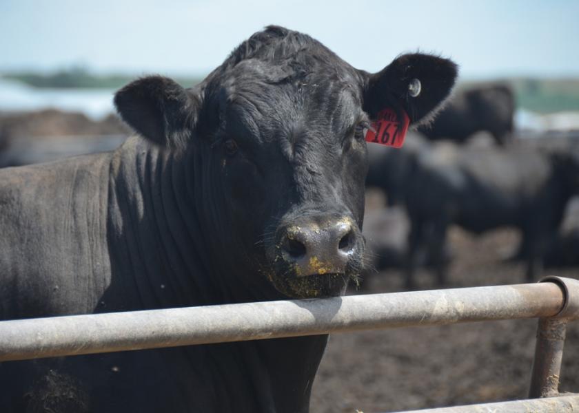 A fed steer in a feedlot. 