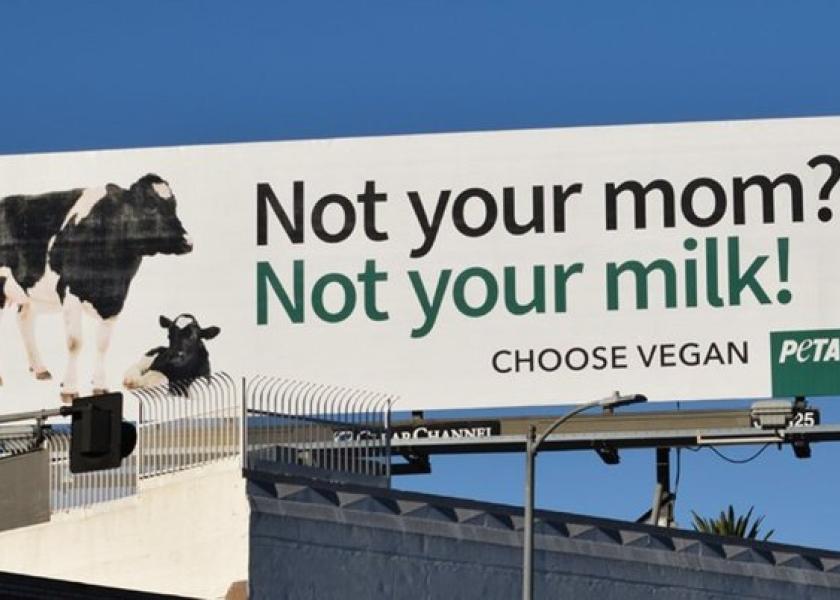 Peta Cow All About Cow Photos